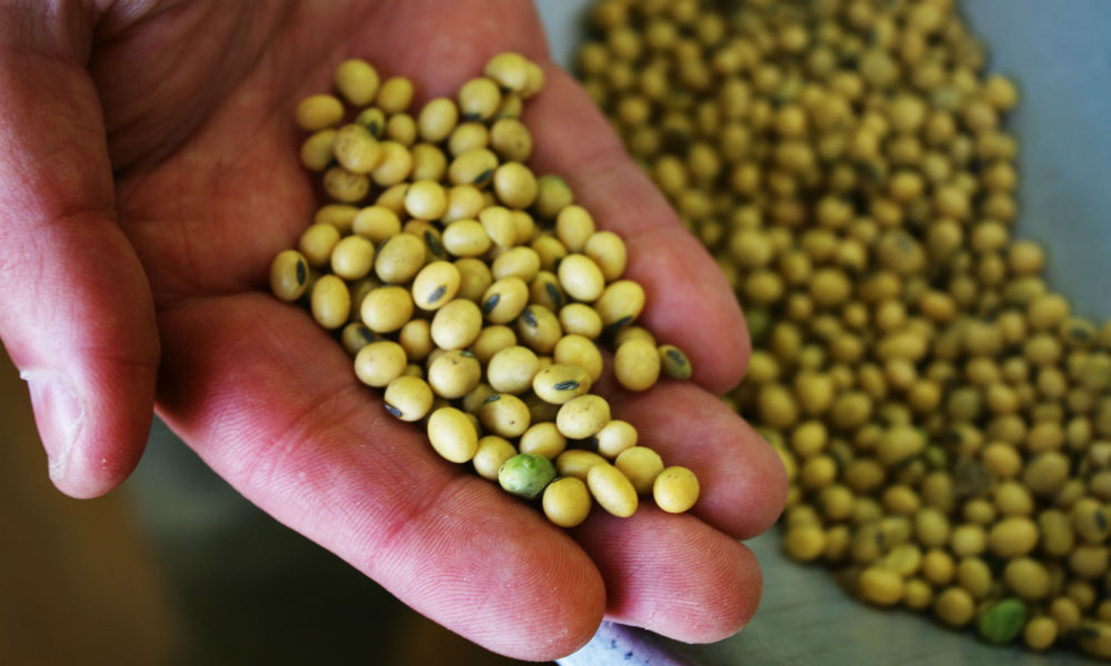 WASDE shows increasing grain stocks in 2025 - Vimarsana News